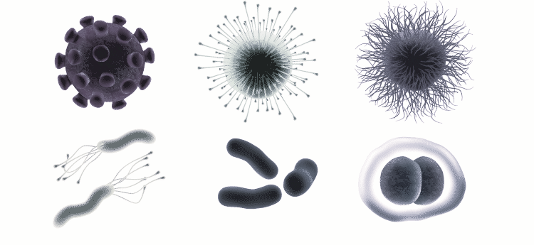 Microorganisms Microorganisms