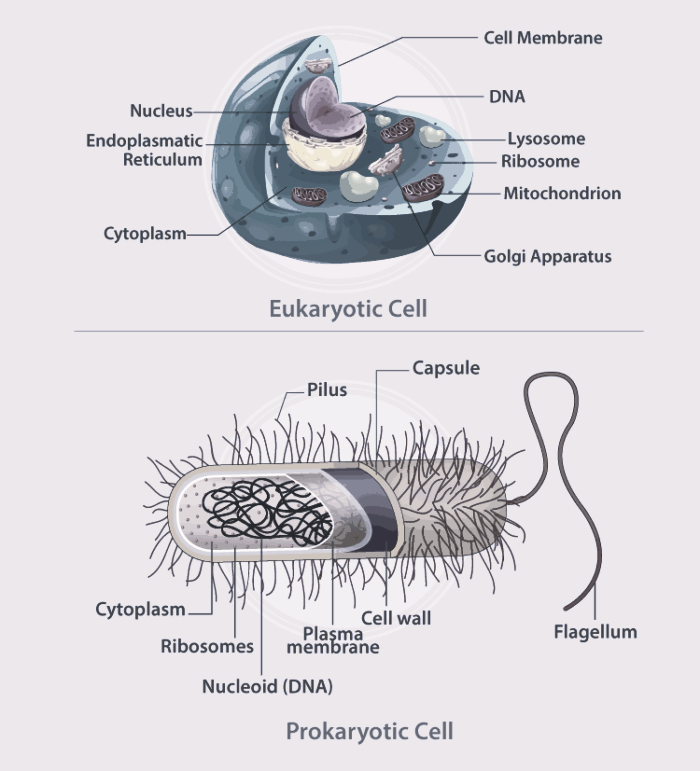 Prokaryotic Cell And Eukaryotic Cell Prokaryotic Cell And Eukaryotic Cell